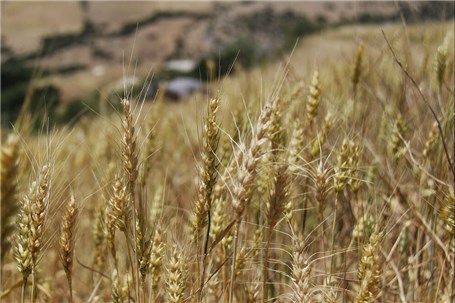 کشاورزی ایران طرفیت تولید غذا برای ۵۰۰ میلیون نفر را دارد