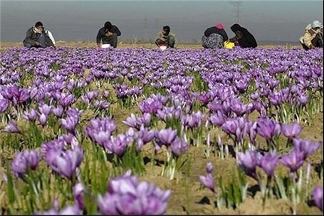 صادرات زعفران با رفع مشکلات پیمان سپاری ارزی شتاب می‌گیرد