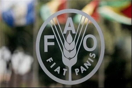 فائو از افزایش تولید و بهبود جایگاه ایران در تولید گندم در جهان خبر داد