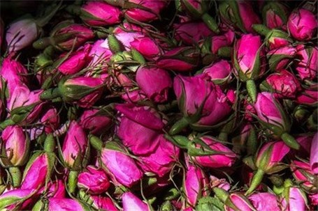 پیش‌بینی تولید ۶۸ هزار تن گل محمدی در سال جاری